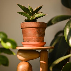 May include: A small green succulent plant with pointed leaves sits in a terracotta pot on a matching saucer. The pot rests on a wooden stand composed of a flat circular top supported by a rounded base and a vertical cylindrical leg.
