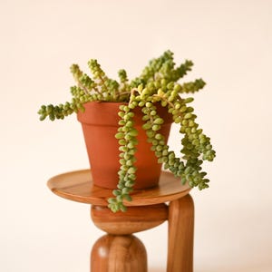 May include: A terracotta pot containing a trailing Sedum morganianum succulent with light green, bead-like leaves. The pot rests on a wooden stand featuring a circular top, a central horizontal oval piece, a dome base, and a vertical leg support.