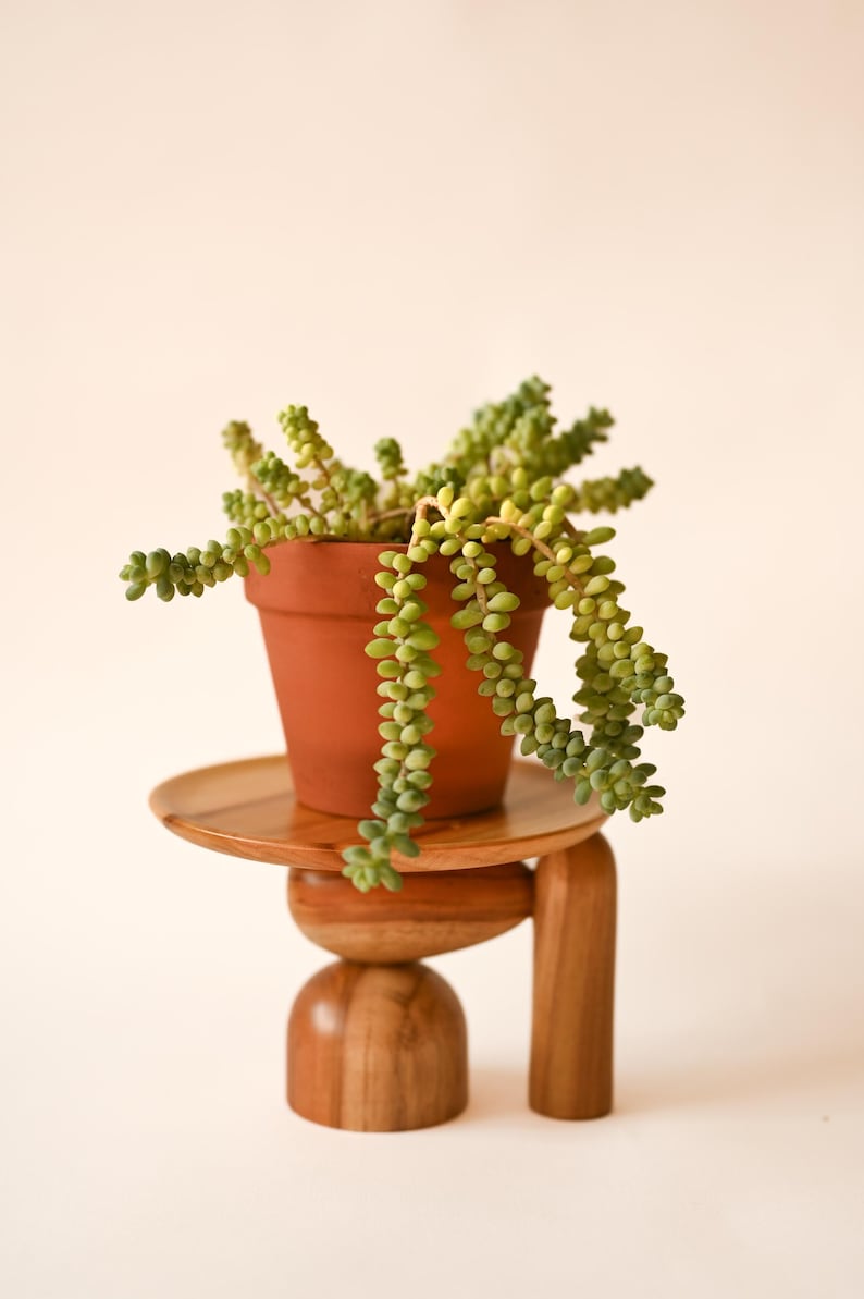 May include: A terracotta pot containing a trailing Sedum morganianum succulent with light green, bead-like leaves. The pot rests on a wooden stand featuring a circular top, a central horizontal oval piece, a dome base, and a vertical leg support.