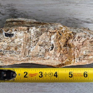 Versteinertes Holz, 58 Millionen Jahre alt. Paleogene Ära. 2 Pfund, 7 oz.