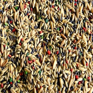 Canary Mix Seed with Vitamins Breeders Food 2.20 lbs - 1.10 lbs - 0.55 lbs