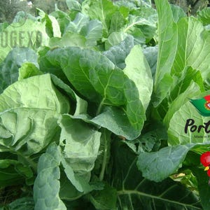 200 zaden Couve Tronchuda Portugese kool Boerenkool Veggie Greens Natural Seeds
