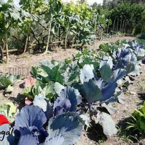 Purple cabbage Seeds Portuguese kale Vegetable Brassica alba 200 Seeds