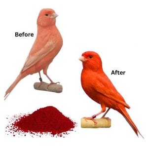 Red Factor fjäderpigment för fåglar kanariefåglar med Red Factor 50 g - 1,76 oz