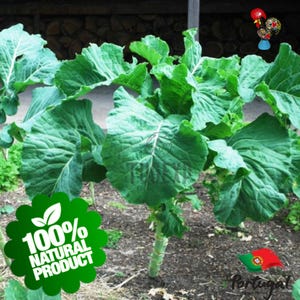 200 Seeds Couve Galega Portuguese Walking Stick Cabbage Kale Tree Collard Greens