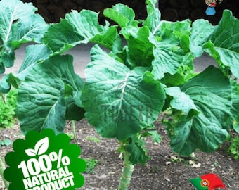 200 Seeds Couve Galega Portuguese Walking Stick Cabbage Kale Tree Collard Greens