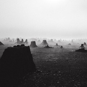Fog and Trees