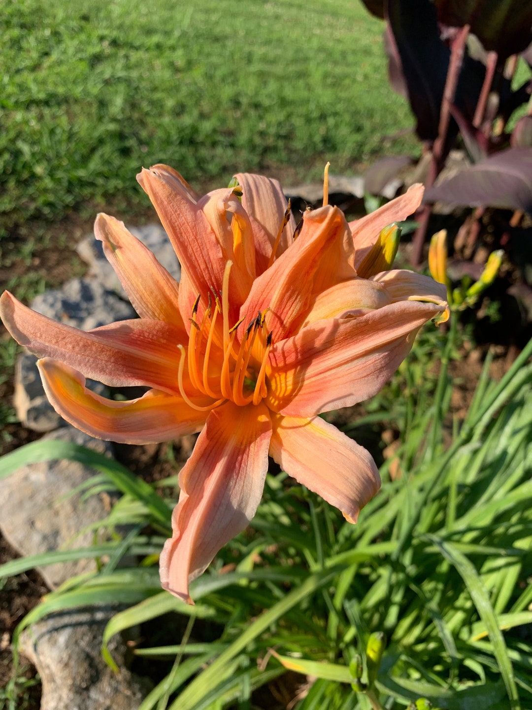 Perennial Daylily Peachy / Light Pink 10 Bare Root Plants Etsy