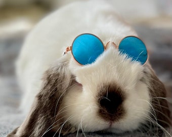 Bunny Sunny's | Bunny Accessories | Bunny supplies | Bunny Costume| Bunny Sunglasses| Small animal accessories