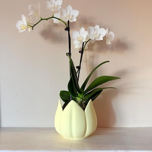 Puede incluir: Una orquídea en maceta con flores blancas y hojas verdes. La planta está en una maceta de color amarillo pálido con forma de tulipán. El fondo es de color beige neutro, y la planta está sobre una estantería de madera blanca.