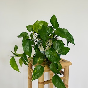 May include: A lush green pothos plant with heart-shaped leaves featuring subtle yellow variegation, potted in a round container. The plant is displayed on a tall, four-legged bamboo stand constructed from light brown, cylindrical bamboo stalks.