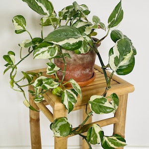 Cuttings baby plant Njoy N&#39;Joy &#39;Njoy Pothos Epipremnum aureum variegated hanging climbing plant