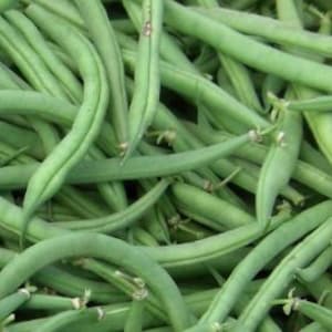 May include: A bunch of fresh green string beans. The beans are long and slender, with a bright green color.
