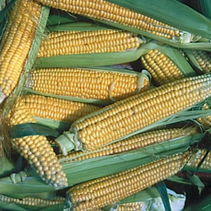 May include: A pile of fresh corn on the cob, with bright yellow kernels and green husks. The corn is in various stages of being husked, revealing the kernels. The image is a close-up, showcasing the texture and color of the corn.