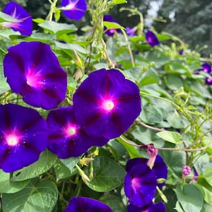 May include: A close-up of a vine with purple morning glory flowers. The flowers have a deep purple color with a white center and are in various stages of bloom.