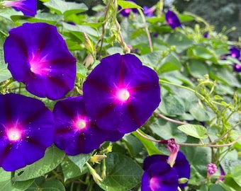May include: A close-up of a vine with purple morning glory flowers. The flowers have a deep purple color with a white center and are in various stages of bloom.
