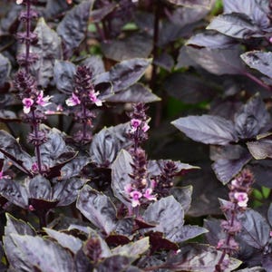 May include: Close-up of purple basil plants with dark leaves and small, light purple flowers. The basil is in full bloom, with multiple flower stalks rising above the foliage. The leaves have a deep purple hue.
