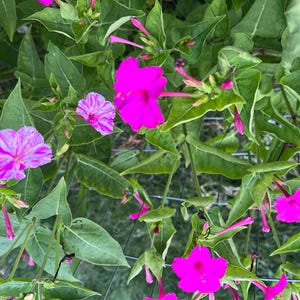 May include: A close-up of pink and white four-o'clock flowers growing on a vine. The flowers are blooming against a green leafy background.