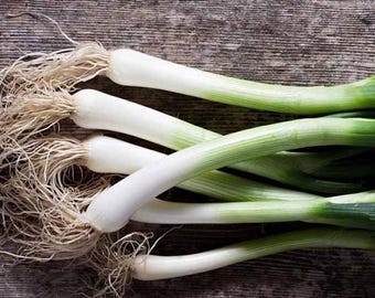 50 Count Bunching Onion - Green Scallions - Seeds - NON-GMO - Free Shipping