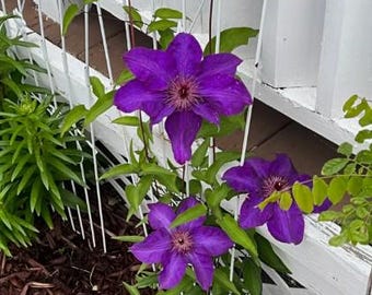 25 Count Purple Rhapsody Climbing Clematis Seeds - NON-GMO - Free Shipping