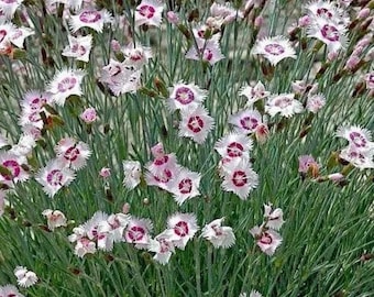 30 Count Arctic Fire Dianthus Seeds - Free Shipping