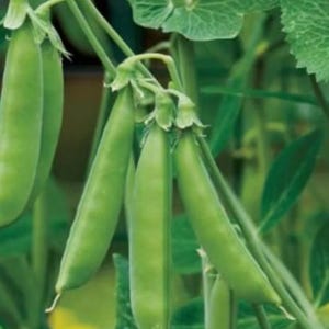 May include: Close-up of four green pea pods growing on a vine. The pods are long and slender, with a slightly curved shape. The vine is green and leafy, and the pods are attached to the vine by small stems.