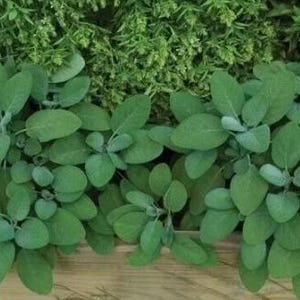50 Count Broadleaf Sage Herb Seeds - NON-GMO