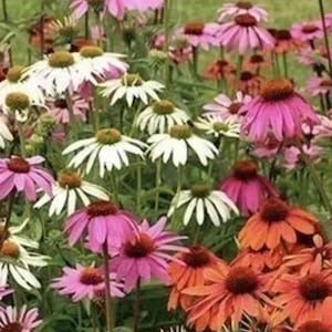 Coneflower Seed Mix - NON-GMO - Free Shipping