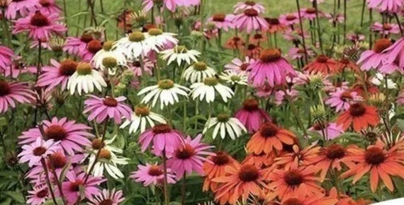 Coneflower Seed Mix - NON-GMO - Free Shipping
