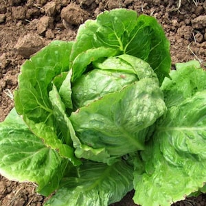 300+ Count Iceberg Lettuce Seeds - NON-GMO - Heirloom