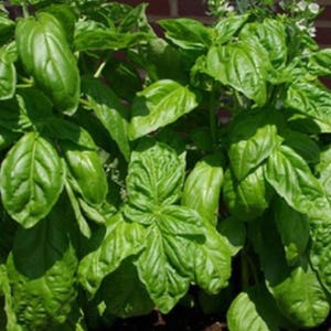 shiso plant seeds Red Shiso  200 Seeds