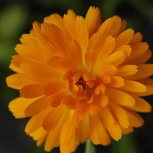 50 Count Ball’s Orange Calendula Marigold Seeds - NON-GMO - Free Shipping