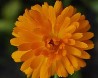 May include: A close-up of a bright orange calendula flower with many petals.