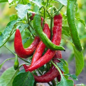 Crushed Red Pepper - Etsy