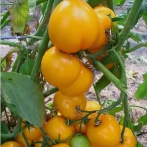 May include: A cluster of bright yellow tomatoes growing on a vine. The tomatoes are ripe and ready to be picked.
