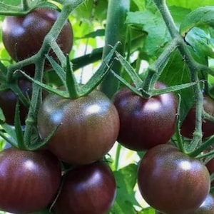 May include: Close-up of a cluster of dark purple tomatoes growing on a vine. The tomatoes are round and have a glossy finish.