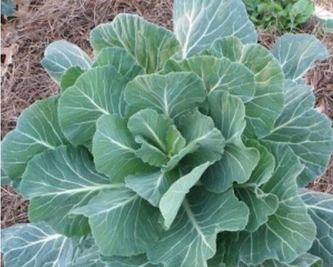 50 Georgia Southern Collard Seeds - Heirloom Non-GMO For 2025 Growing Season