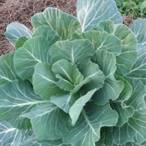 May include: A close-up of a vibrant green cabbage plant with large, overlapping leaves. The leaves have prominent white veins, creating a textured appearance. The plant is surrounded by brown mulch.