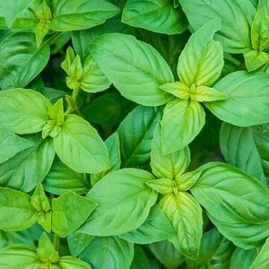 May include: Close-up of a lush green patch of basil leaves. The leaves are vibrant and healthy, with a fresh, green color.