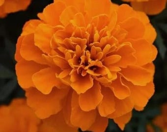 May include: Close-up of a vibrant orange marigold flower in full bloom. The petals are densely packed, creating a layered, textured appearance. The flower's center is a darker shade of orange, with a blurred dark green background.