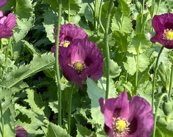 50 Count Hungarian Blue Poppy Seeds - Free Shipping