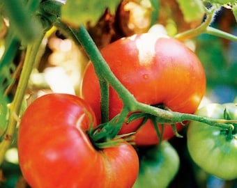 May include: Close-up of three red ripe tomatoes growing on a vine. The tomatoes are round and have a smooth skin. The vine is green and has leaves.