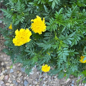 May include: Close-up of vibrant yellow marigold flowers with a lush backdrop of green foliage. The flowers are in full bloom, showcasing their textured petals. The image captures the natural beauty of the garden.
