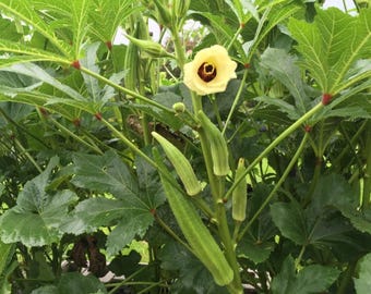 30 Count Clemson Spineless Okra Seeds NON-GMO / Heirloom