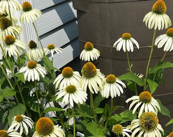 White Coneflower Seeds - NON-GMO - Free Shipping