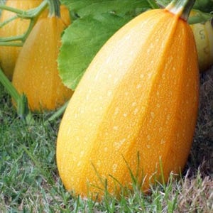 10 Count Spaghetti Squash Seeds - For Planting or Microgreens - NON-GMO