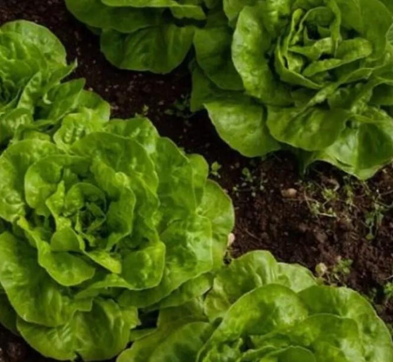 RudysDoodiesGarden Bibb Lettuce Seeds