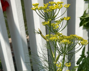 May include: A close-up of a dill plant with yellow flowers in bloom. The plant is growing in a garden and is surrounded by a white picket fence.