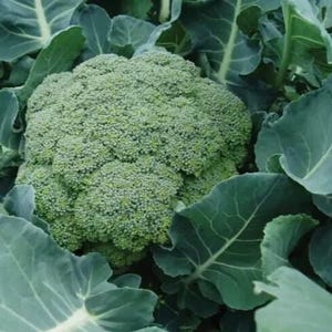 May include: A large, green broccoli head with florets, surrounded by dark green leaves.