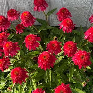 May include: A cluster of vibrant red coneflower blossoms with orange centers and green foliage. The flowers are in full bloom, showcasing their layered petals. The image captures the beauty of the garden flowers.
